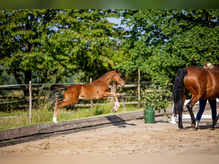 Hannoveraner Hengst  Brauner in Bodenfelde-Wahmbeck