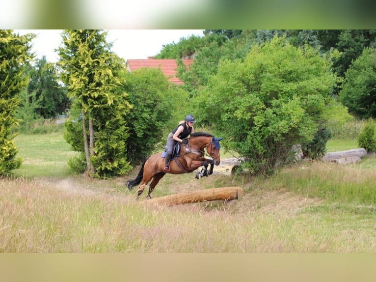 Hannoveraner Hengst  Brauner in Bodenfelde-Wahmbeck