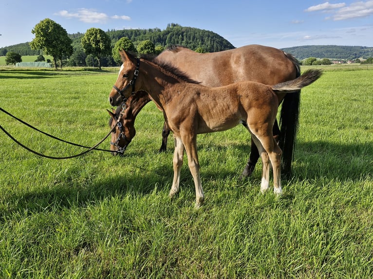 Hannoveraner Hengst  Brauner in Bodenfelde-Wahmbeck
