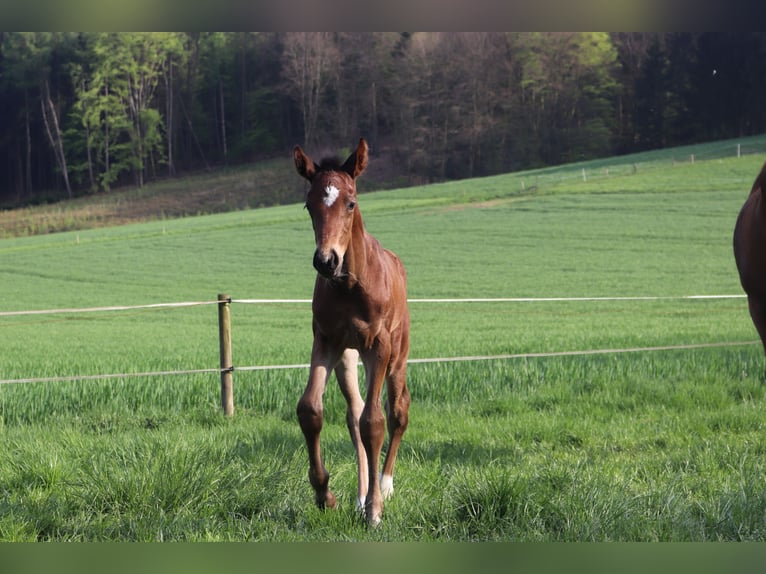Hannoveraner Hengst  Brauner in Borgholzhausen