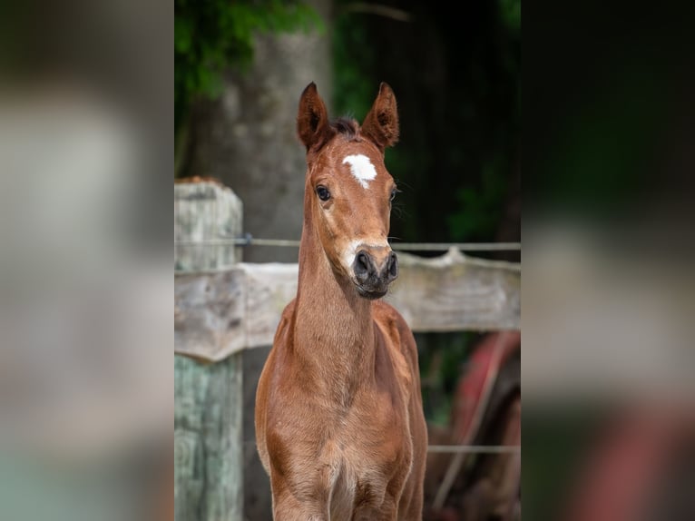 Hannoveraner Hengst  Brauner in Merzen