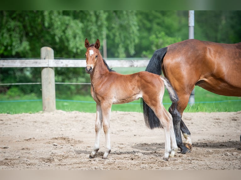 Hannoveraner Hengst  Brauner in Merzen