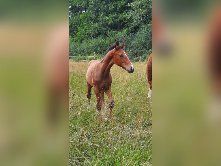 Hannoveraner Hengst Fohlen (04/2025) Brauner in Eldingen