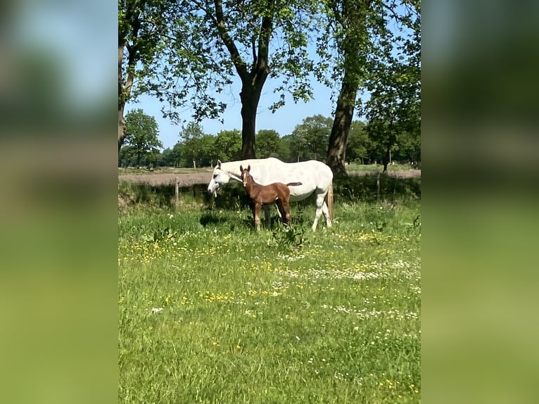 Hannoveraner Hengst Fohlen (05/2026) Brauner in Friedeburg