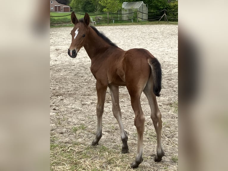 Hannoveraner Hengst Fohlen (05/2026) Brauner in Friedeburg