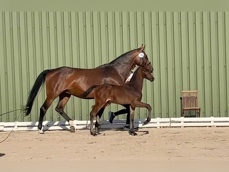 Hannoveraner Hengst  Brauner in Hinte