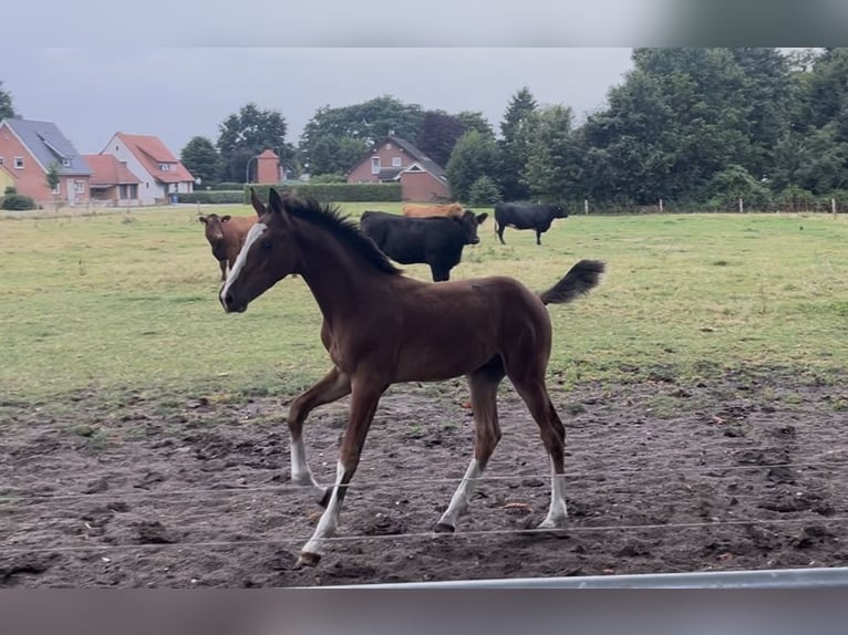 Hannoveraner Hengst Fohlen (05/2025) Brauner in Langwedel