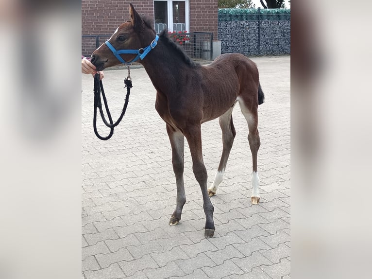 Hannoveraner Hengst  Brauner in Viersen