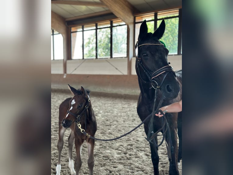 Hannoveraner Hengst  Brauner in Viersen