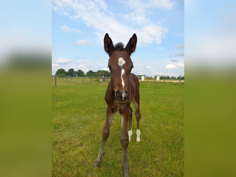 Hannoveraner Hengst  Brauner in Viersen