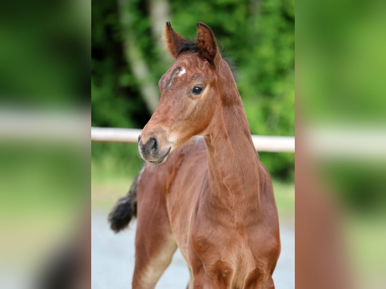 Hannoveraner Hengst Fohlen (05/2026) Brauner in Wingst