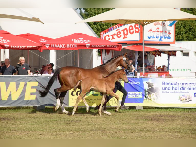 Hannoveraner Hengst Fohlen (05/2025) Brauner in Zeven