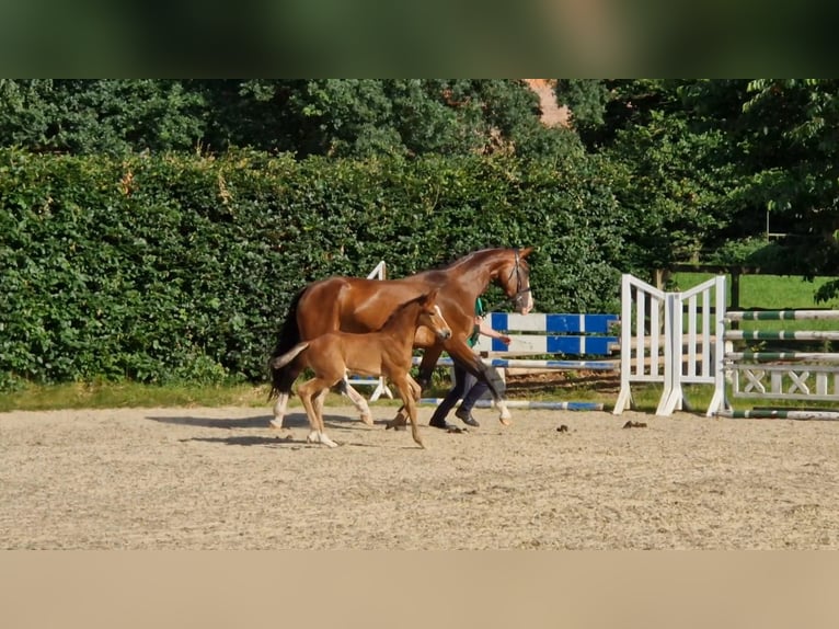 Hannoveraner Hengst Fohlen (05/2025) Brauner in Zeven