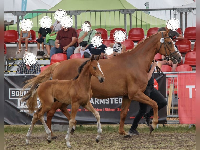 Hannoveraner Hengst Fohlen (05/2026) Brauner in Alfstedt
