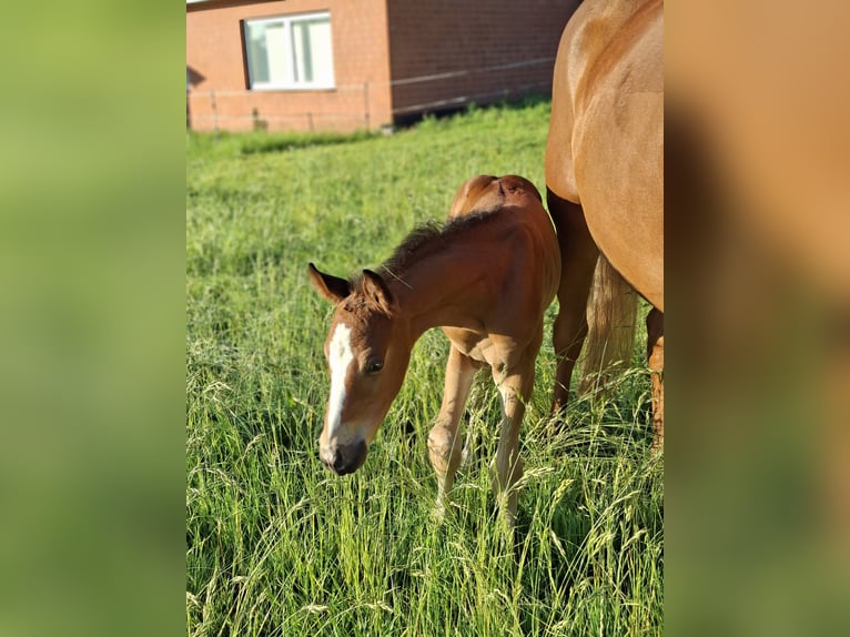 Hannoveraner Hengst Fohlen (05/2026) Brauner in Alfstedt