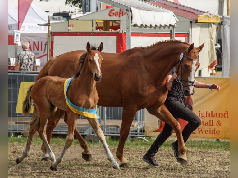 Hannoveraner Hengst Fohlen (05/2026) Brauner in Alfstedt