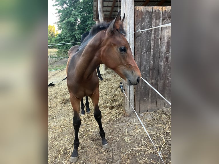 Hannoveraner Hengst  Brauner in Werder