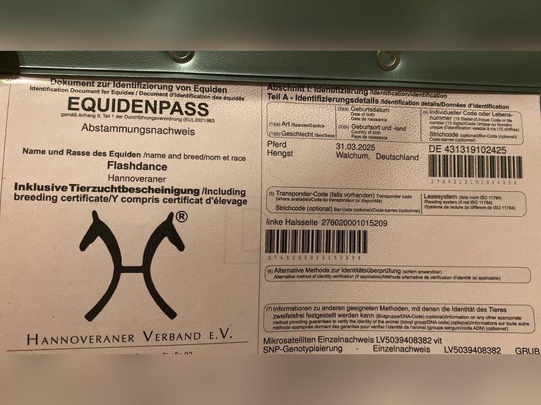 Hannoveraner Hengst Fohlen (03/2025) Brauner in Walchum