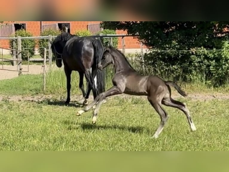 Hannoveraner Hengst Fohlen (04/2026)  in Verden (Aller)