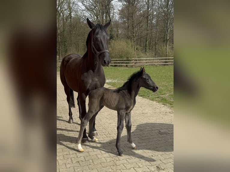 Hannoveraner Hengst  Dunkelbrauner in D&#xFC;sseldorf