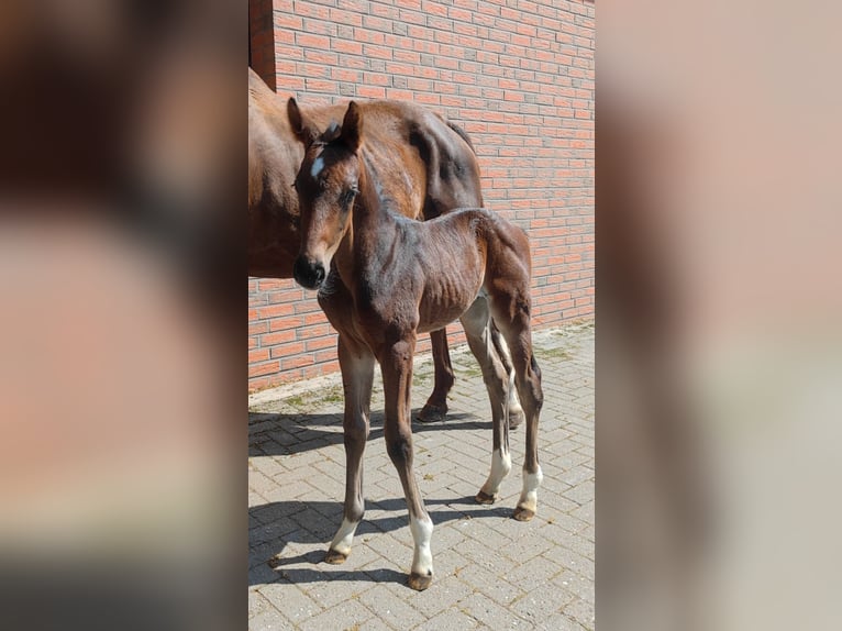 Hannoveraner Hengst  Dunkelbrauner in Langen