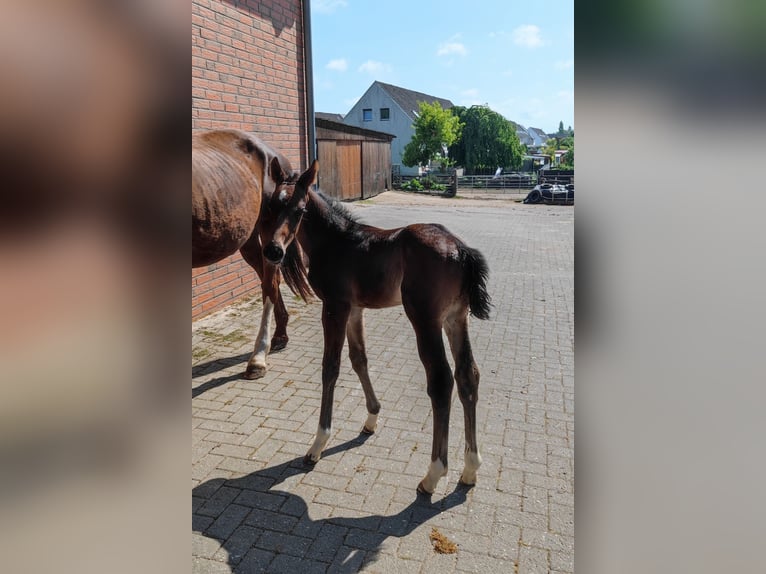 Hannoveraner Hengst  Dunkelbrauner in Langen