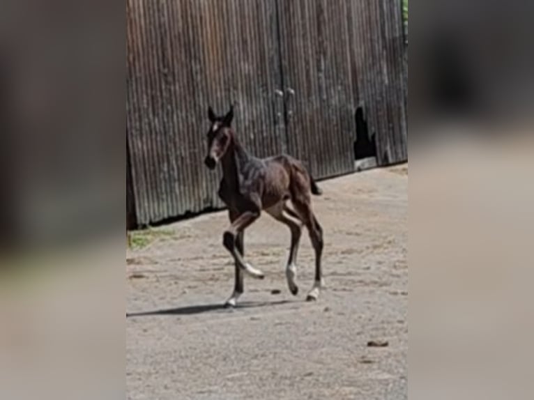 Hannoveraner Hengst  Dunkelbrauner in Langen