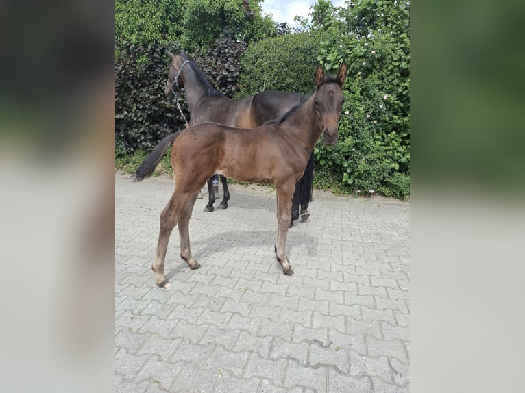 Hannoveraner Hengst  Dunkelbrauner in Nordhorn
