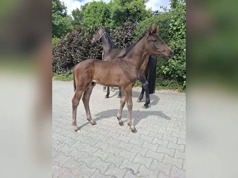 Hannoveraner Hengst  Dunkelbrauner in Nordhorn