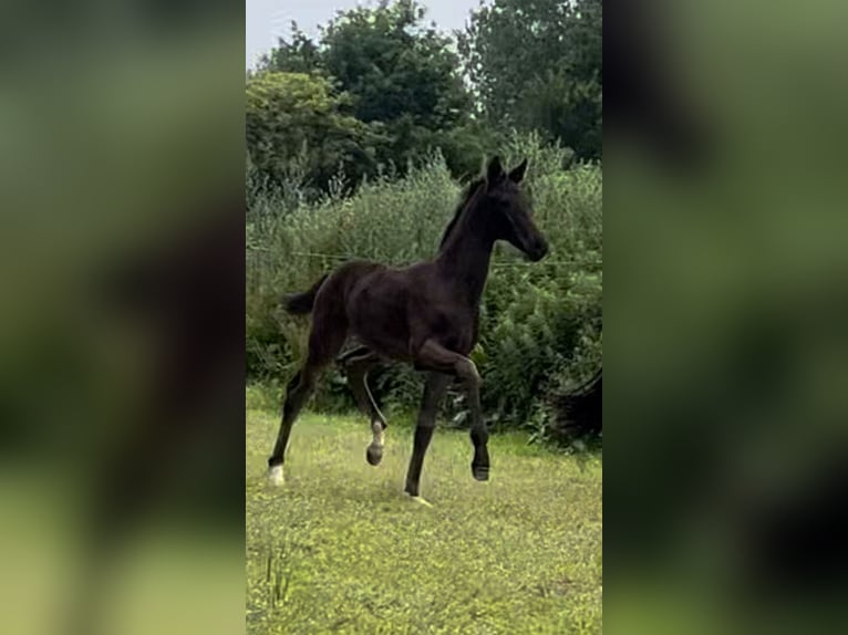 Hannoveraner Hengst  Dunkelbrauner in Gro&#xDF;enw&#xF6;rden