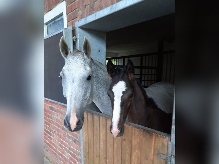 Hannoveraner Hengst  Dunkelbrauner in Wittingen