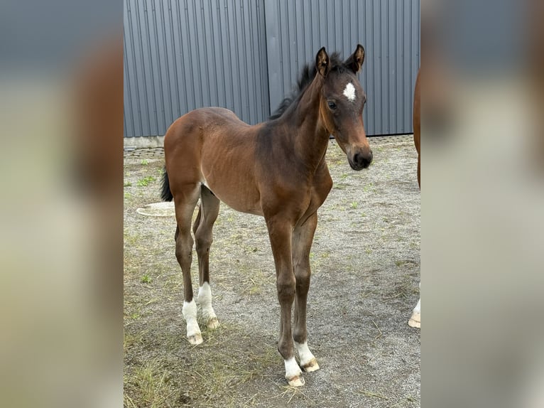 Hannoveraner Hengst  Dunkelbrauner in Wolfsburg