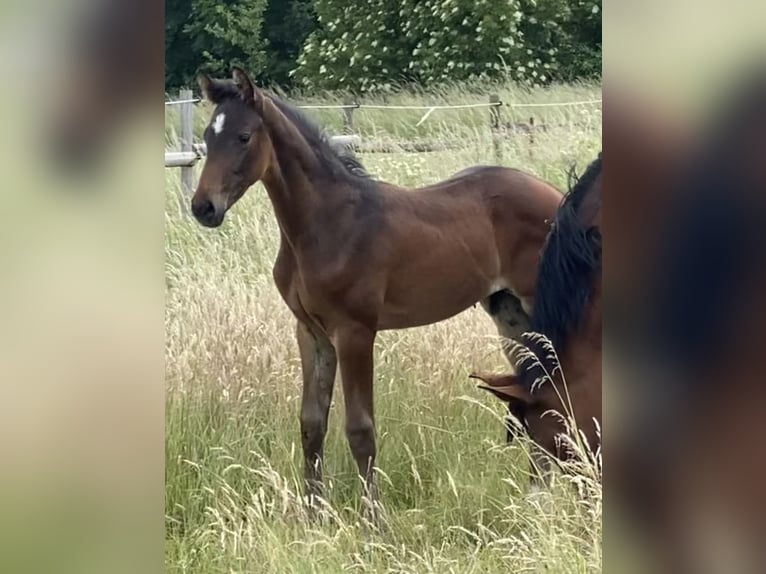 Hannoveraner Hengst  Dunkelbrauner in Wolfsburg