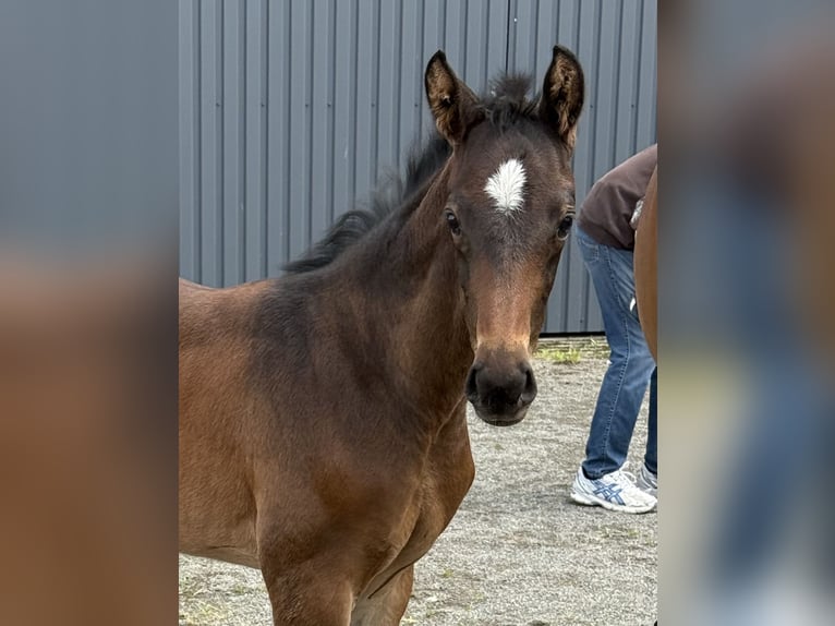 Hannoveraner Hengst  Dunkelbrauner in Wolfsburg