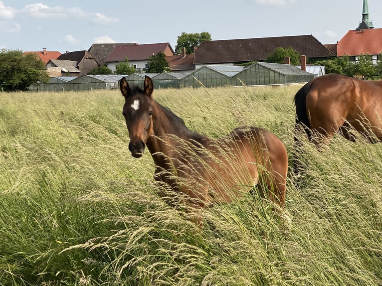 Hannoveraner Hengst  Dunkelbrauner in Wolfsburg
