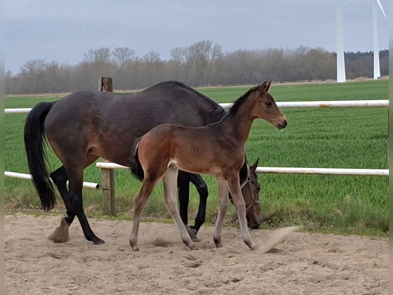 Hannoveraner Hengst  Dunkelbrauner in Wurster Nordseeküste