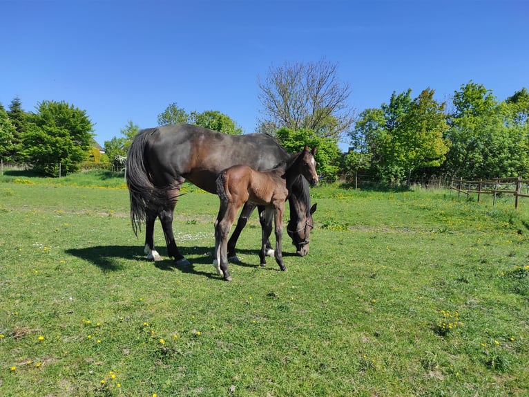Hannoveraner Hengst  Dunkelbrauner in Drochtersen