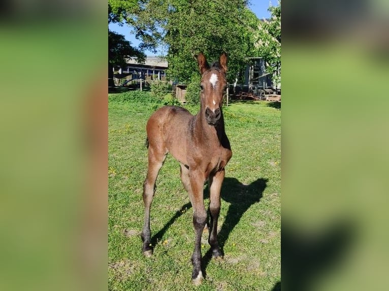 Hannoveraner Hengst  Dunkelbrauner in Drochtersen