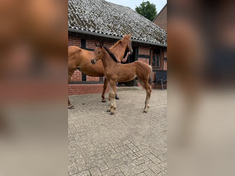Hannoveraner Hengst Fohlen (05/2025) Dunkelbrauner in Lembruch