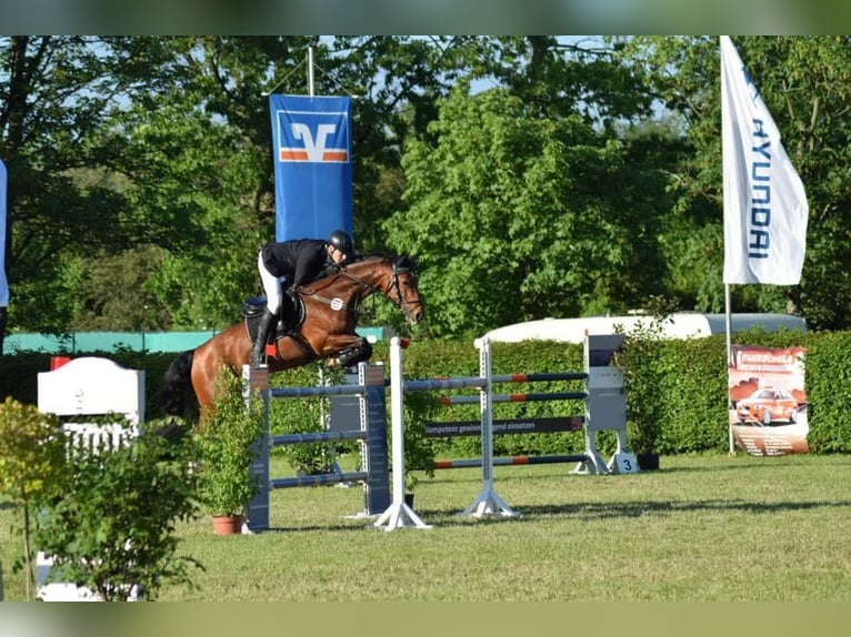 Hannoveraner Hengst Fohlen (05/2025) Dunkelbrauner in Stadthagen