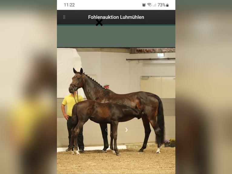 Hannoveraner Hengst Fohlen (06/2026) Dunkelbrauner in Walsrode