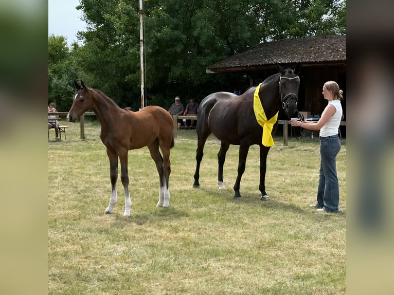 Hannoveraner Hengst Fohlen (06/2026) Dunkelbrauner in Walsrode