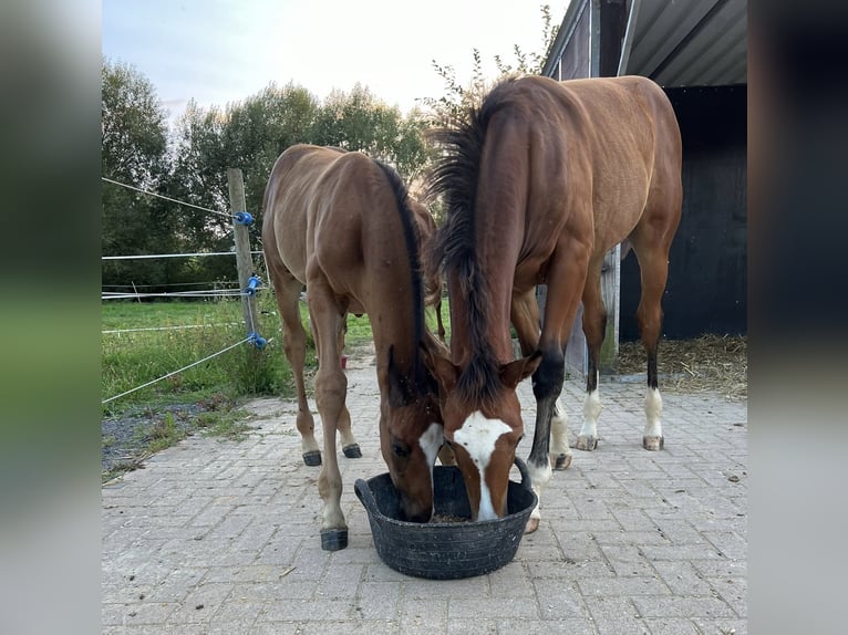 Hannoveraner Hengst Fohlen (06/2024) Dunkelfuchs in Brechen