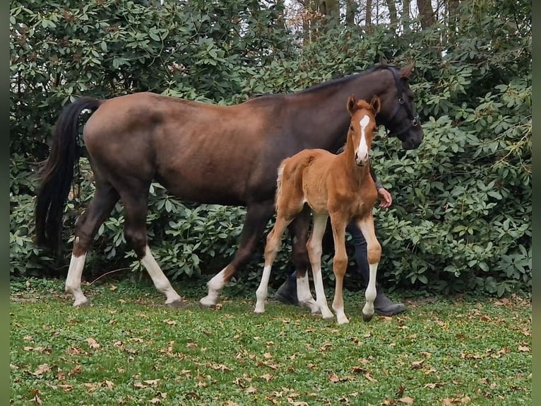 Hannoveraner Hengst  Dunkelfuchs in Cuxhaven