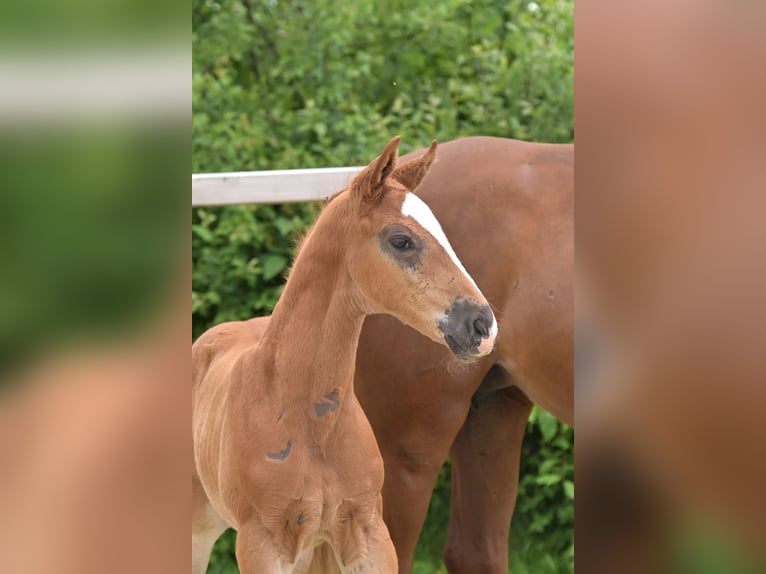 Hannoveraner Hengst  Dunkelfuchs in Ettringen