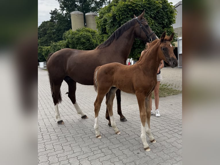 Hannoveraner Hengst  Dunkelfuchs in Hamburg