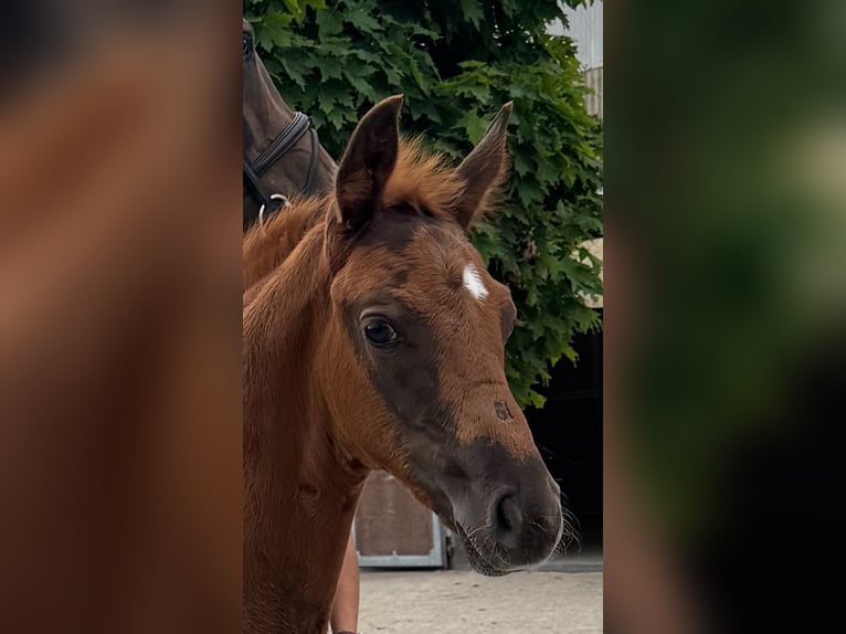 Hannoveraner Hengst  Dunkelfuchs in Hamburg