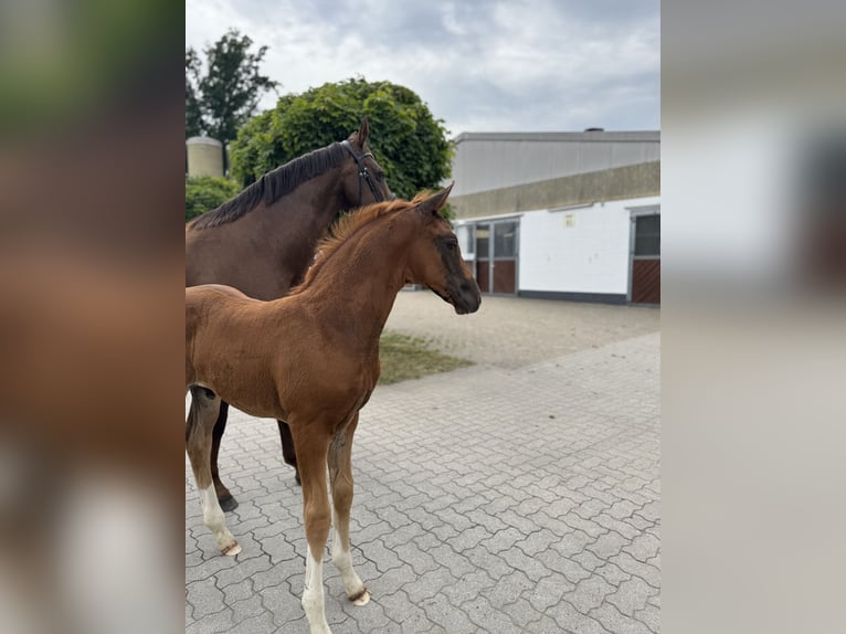 Hannoveraner Hengst  Dunkelfuchs in Hamburg