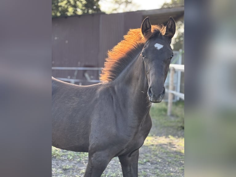 Hannoveraner Hengst Fohlen (04/2025) Dunkelfuchs in Kirchdorf