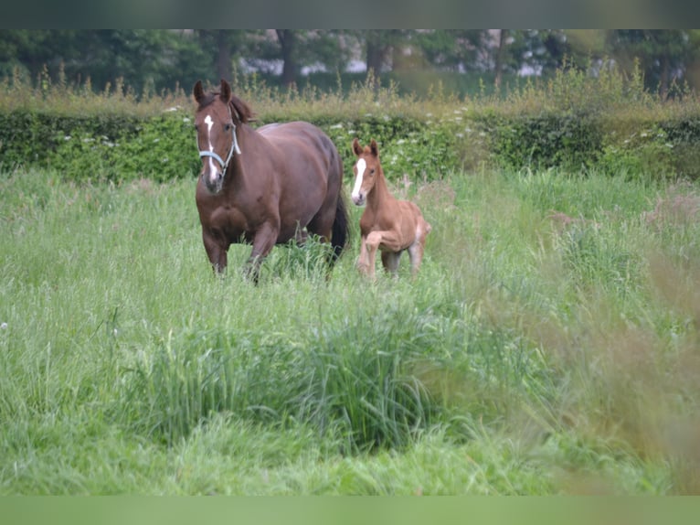 Hannoveraner Hengst Fohlen (05/2024) Dunkelfuchs in Moers